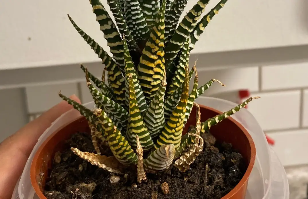 十二之卷變黃急救指南：原因解析與拯救步驟大公開