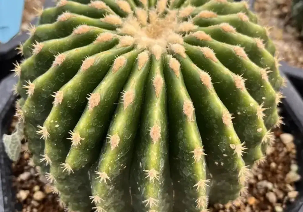 無刺仙人掌推薦