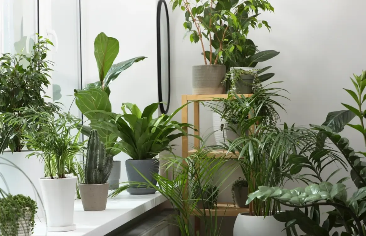 室內綠色植物全攻略：從挑選到養護，新手也能變綠手指