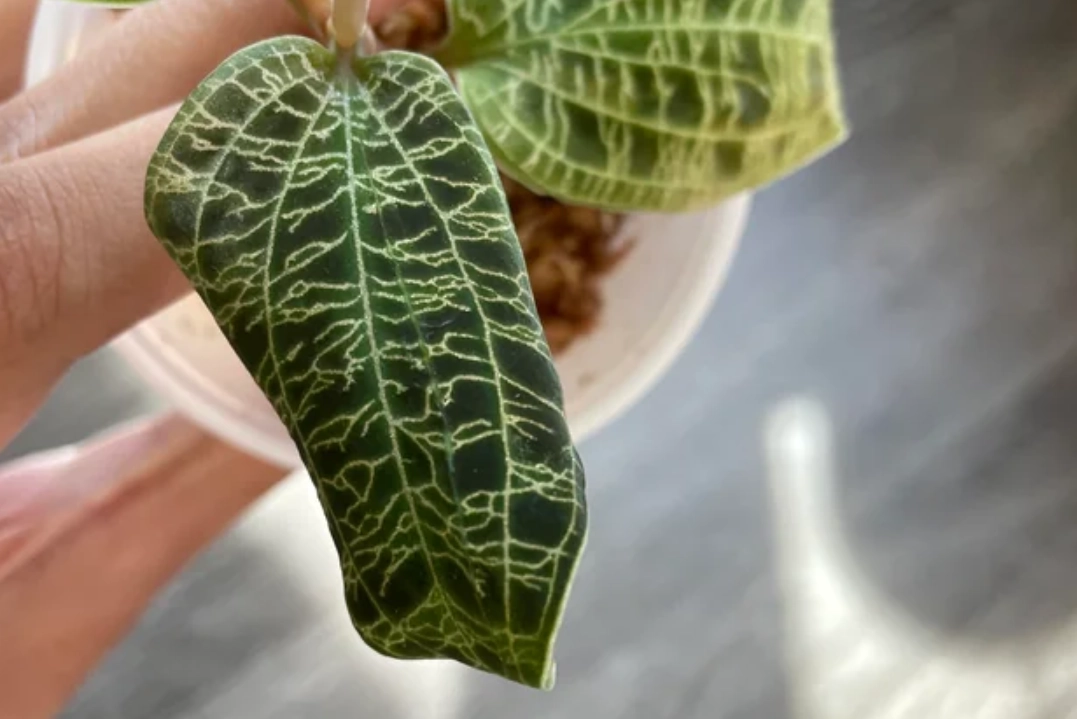 網紋草葉子捲曲原因