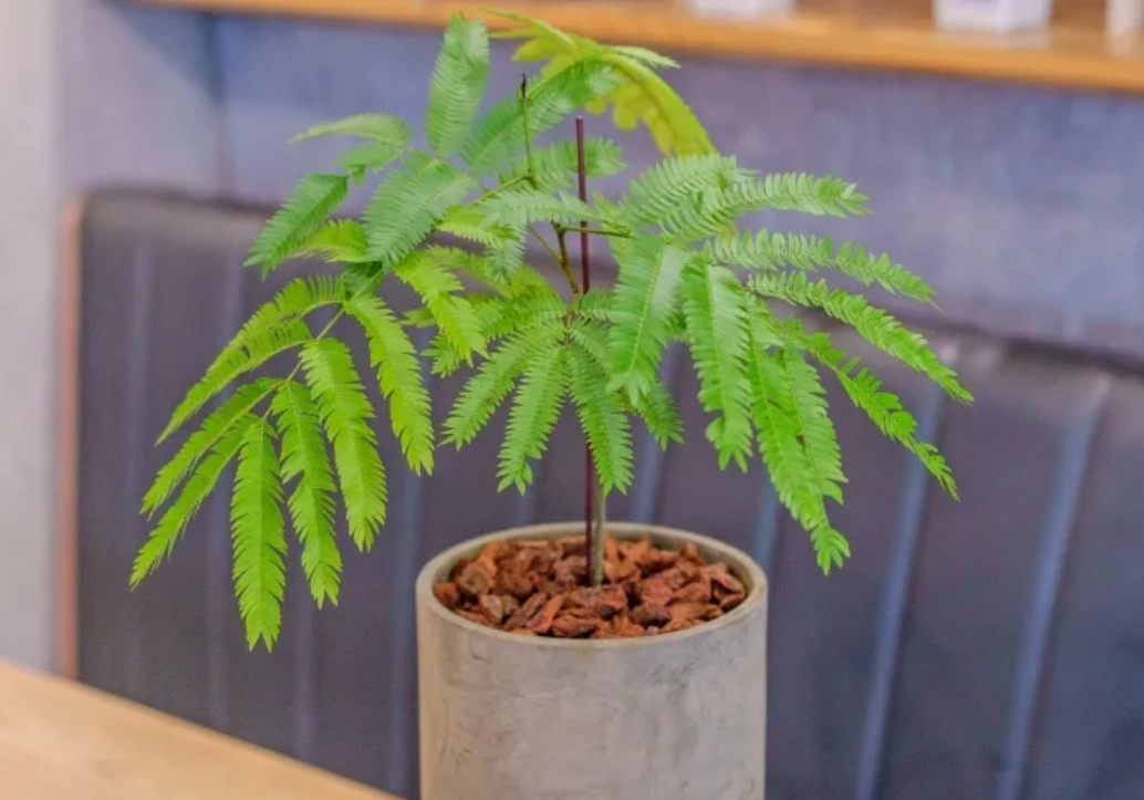 拯救小豆樹葉子捲曲：找出原因與有效解決方法全攻略