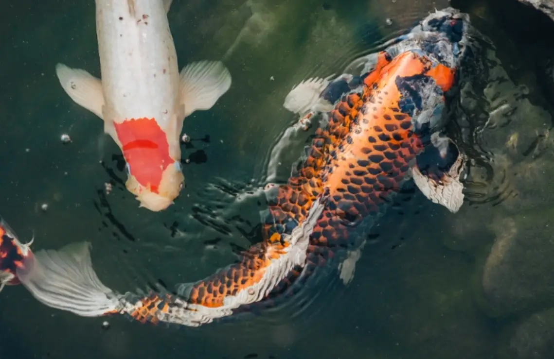 夢到很多大魚 意思