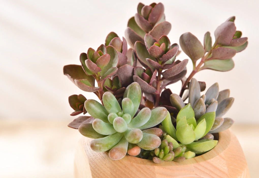 多肉植物景天養護全攻略：十年經驗分享與常見問題解答