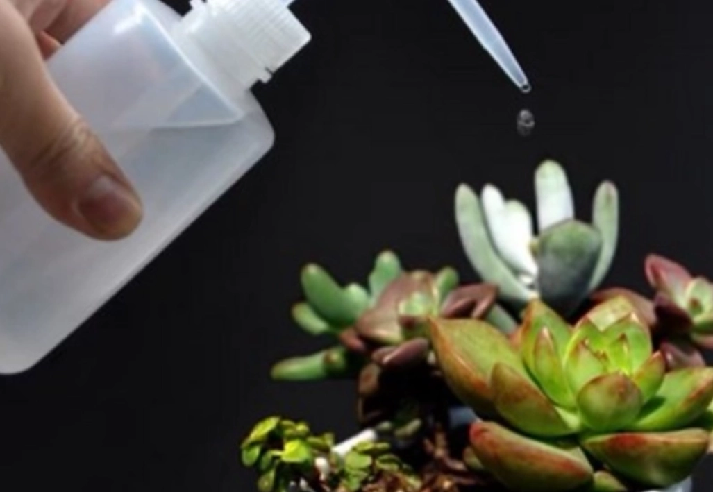 多肉植物多久澆一次水