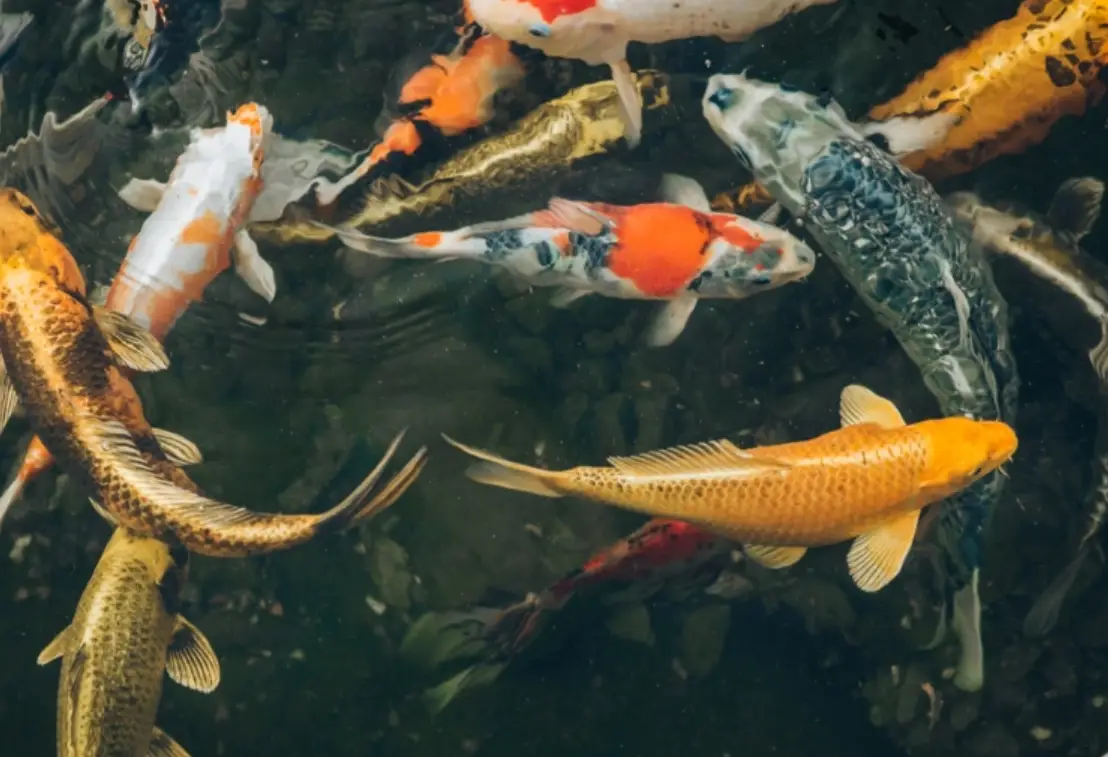 夢到很多大魚 解夢