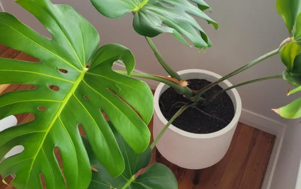 龜背芋葉子下垂