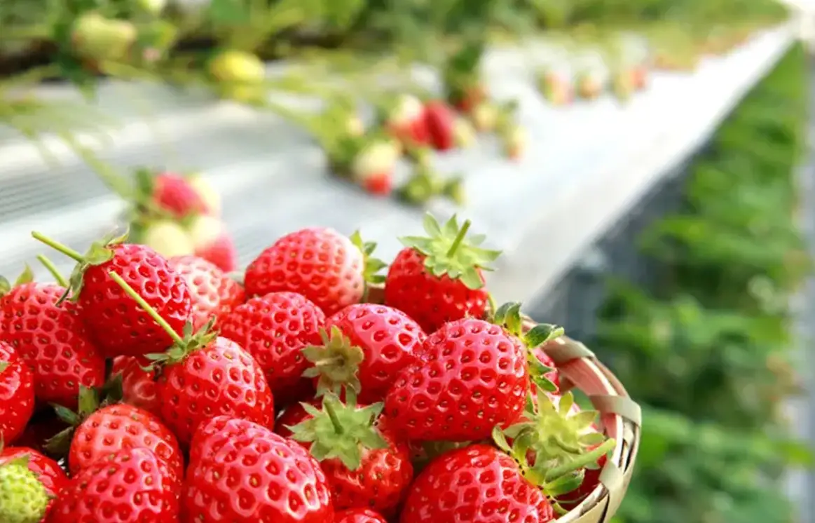 新竹關西採草莓