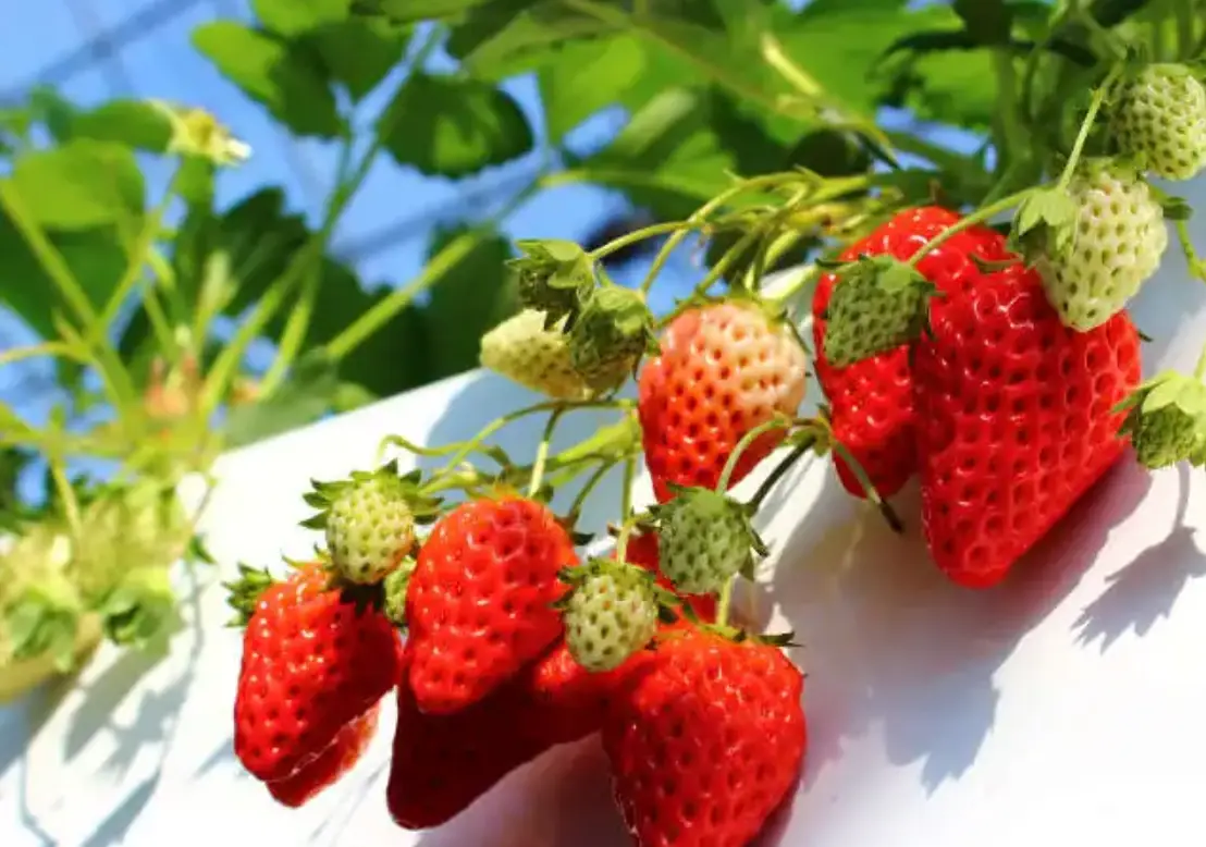 關西採草莓推薦 | 內行人的草莓園挑選攻略與必訪清單