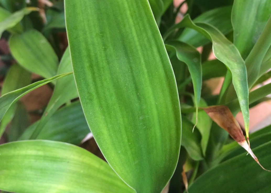 平行脈植物全解析：種類特徵、照顧秘訣與常見誤區