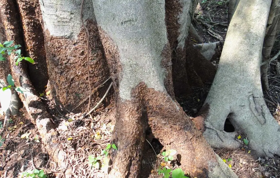 褐根病症狀全解析：如何辨識與防治，救回你的樹木