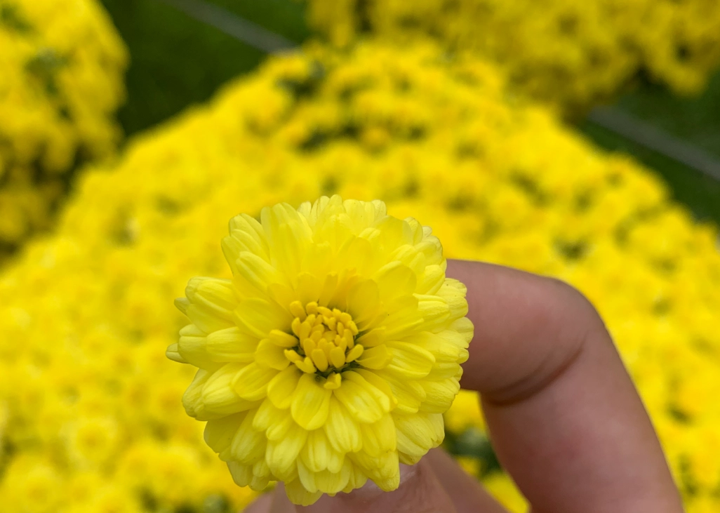 菊花貓有毒真相解析：貓奴必讀的植物毒性與急救指南