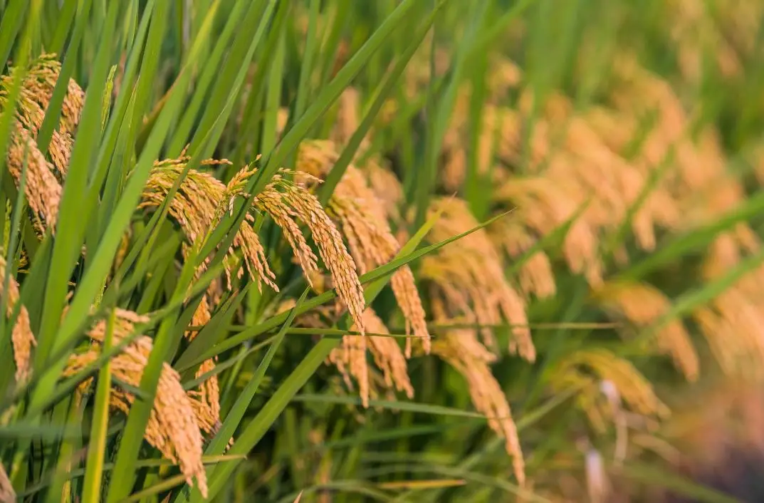 從秧苗到豐收：台灣水稻生長過程完全圖解與田間管理實戰