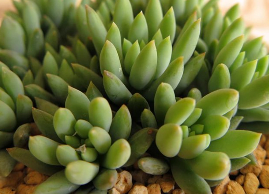 多肉植物景天養護