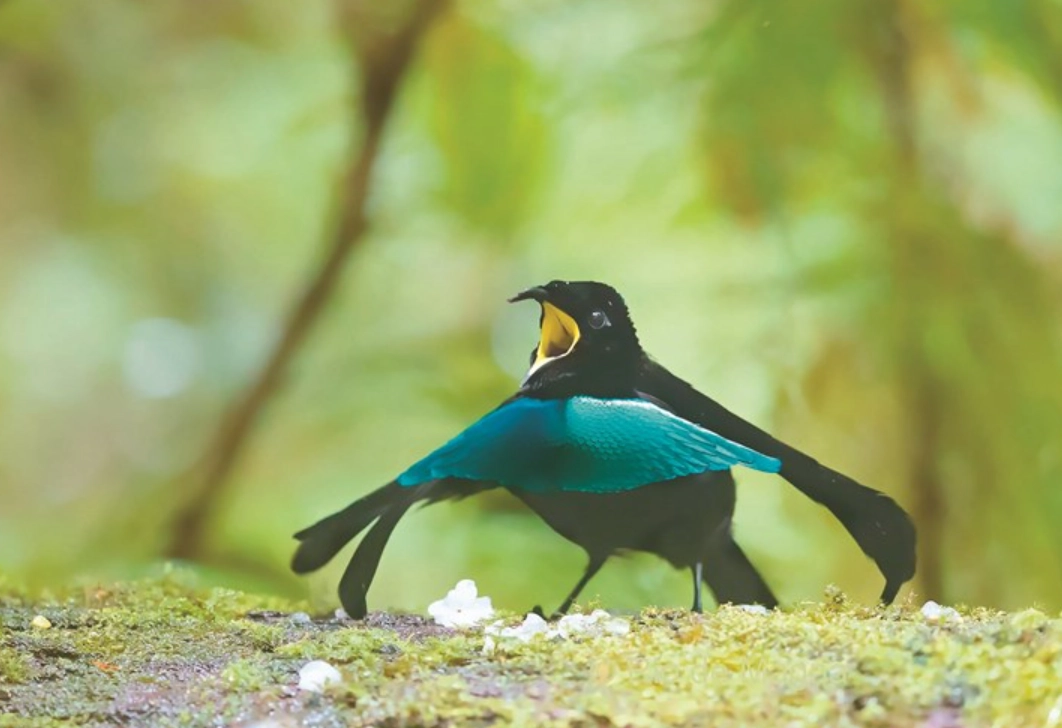 天堂鳥求偶舞蹈