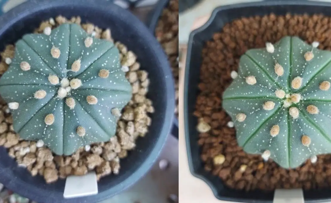 無刺仙人掌品種全攻略：安全美觀的室內綠植首選