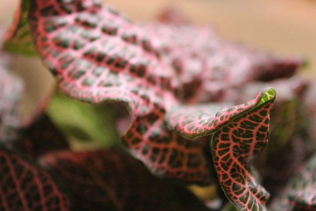 網紋草葉子捲曲原因