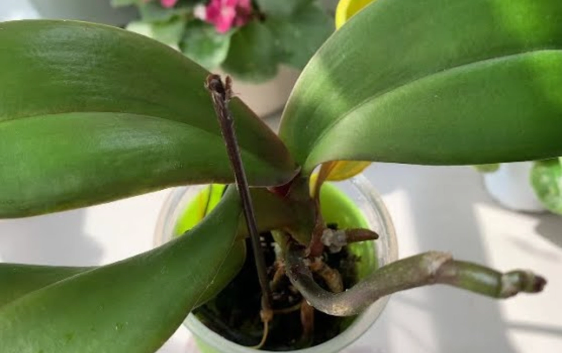 蘭花澆水注意事項