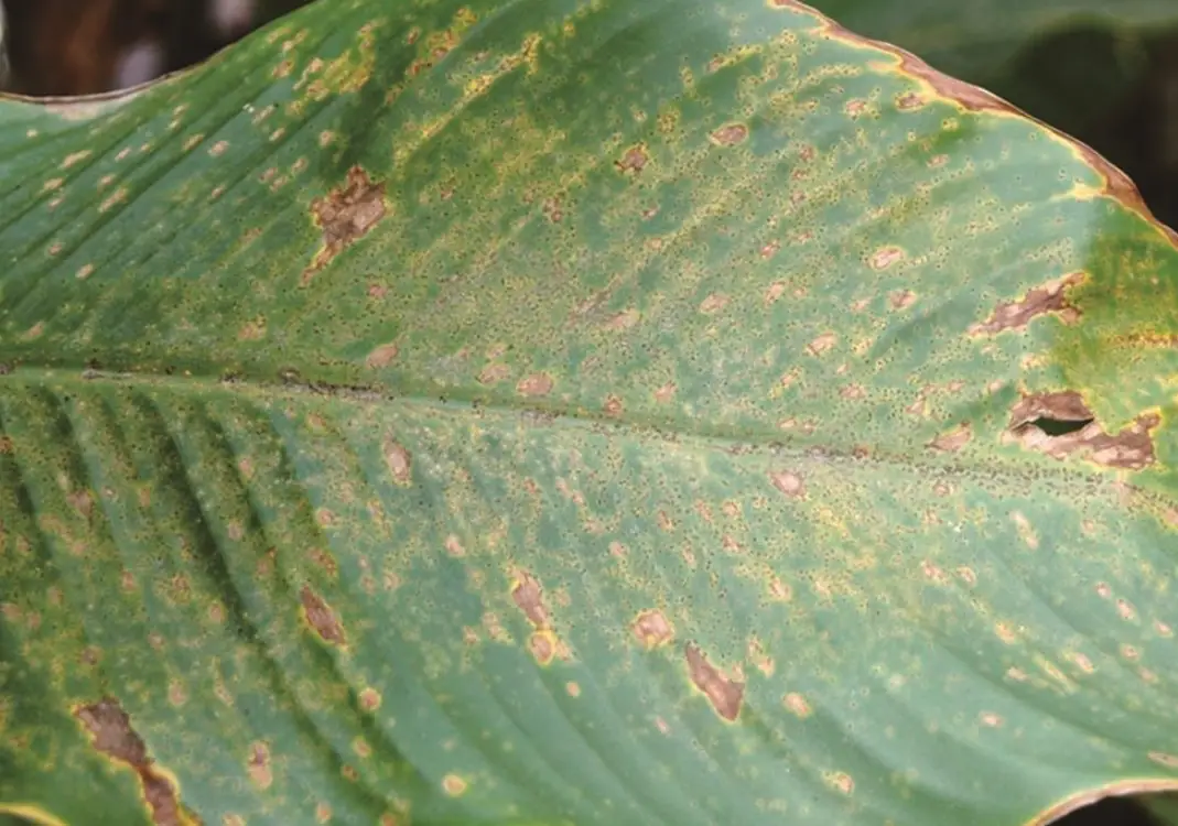 植物黃斑病全攻略：從診斷、治療到預防，拯救你的心愛植栽