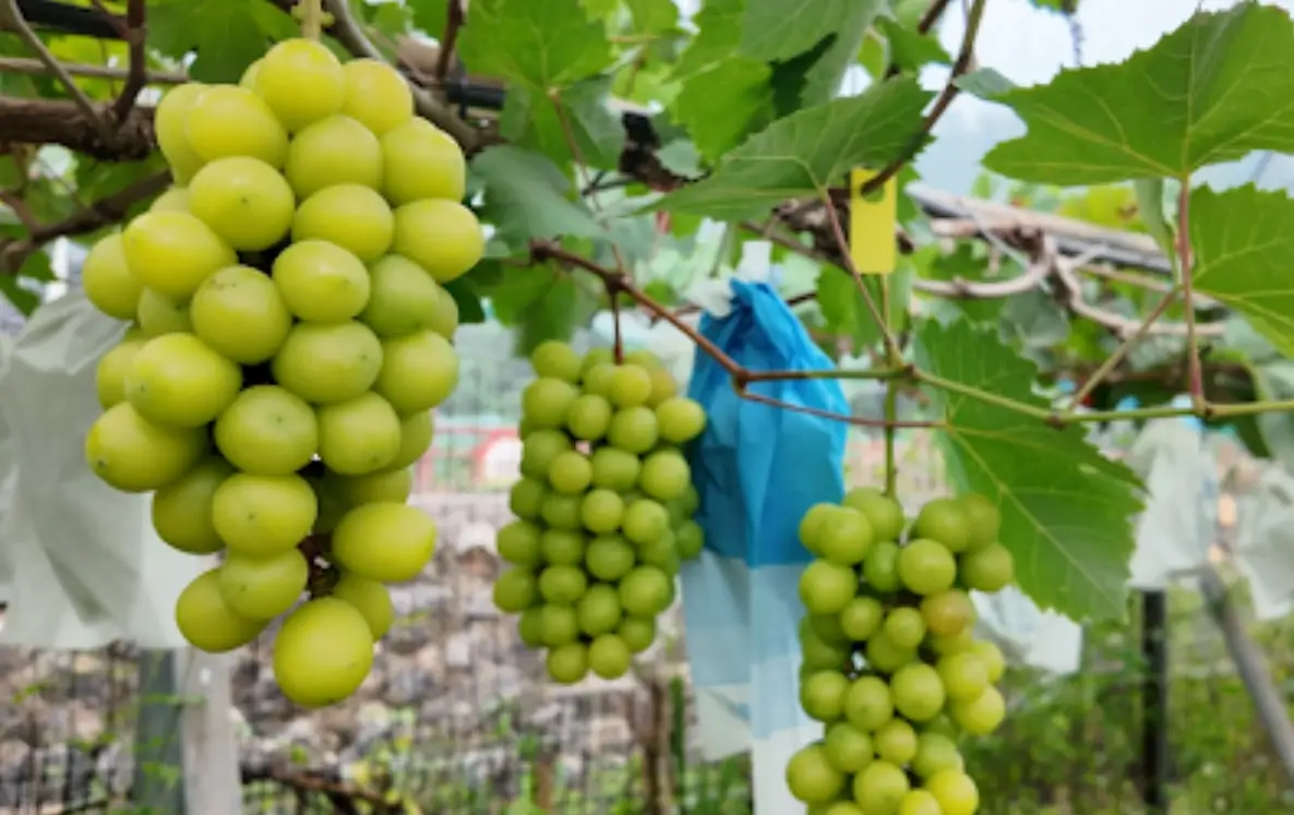 陽光玫瑰葡萄種植技術