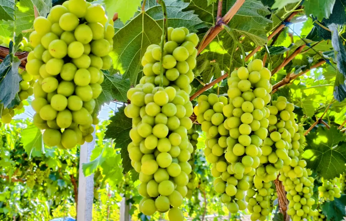 陽光玫瑰葡萄種植全攻略：掌握香氣與甜度的關鍵技術