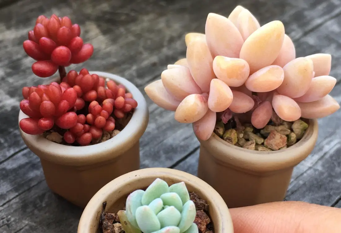 景天科多肉植物