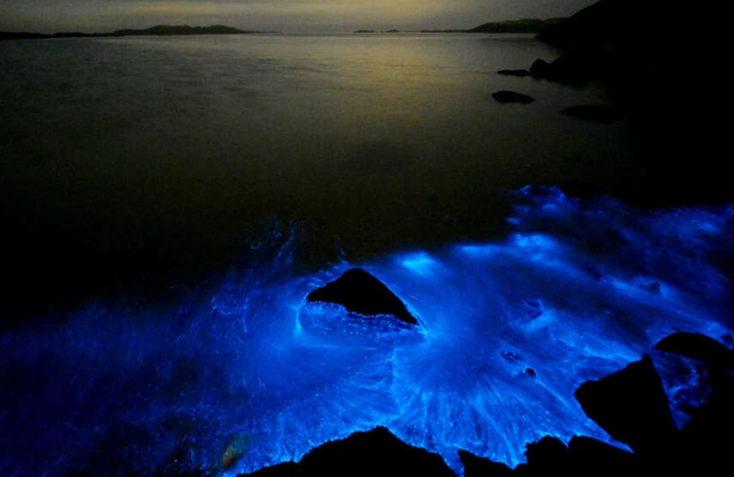 藍眼淚觀賞地點