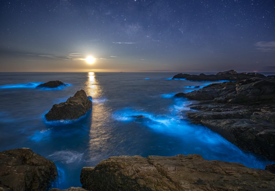 藍眼淚觀賞地點