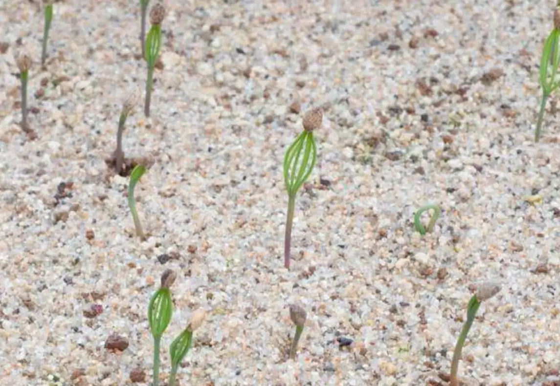 黑松發芽成功率