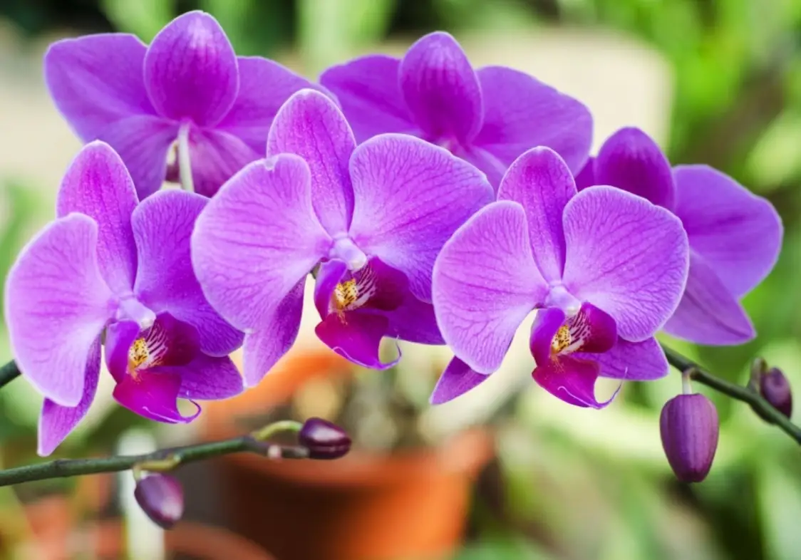 蘭花謝了怎麼辦