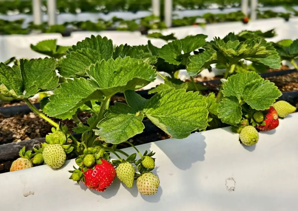 桃園採草莓推薦｜在地人帶路！五大農場特色、交通、採果技巧全攻略