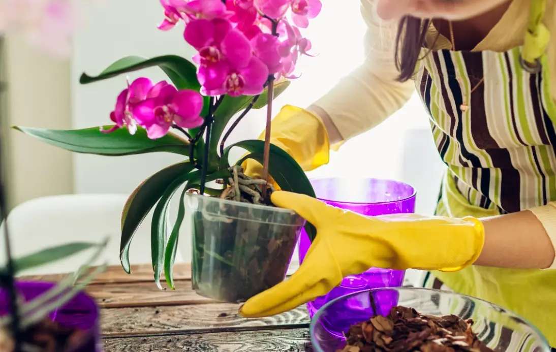 蘭花澆水技巧全解析：避免爛根與促進開花的實用指南