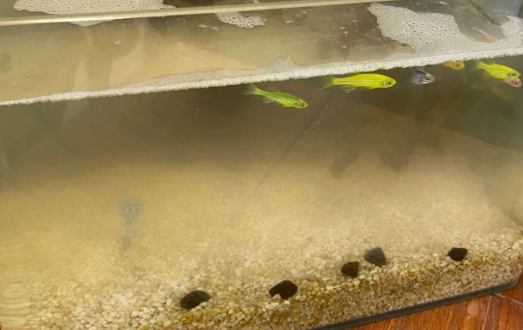 夢到魚缸很髒代表什麼？魚奴的焦慮與水質管理實戰指南