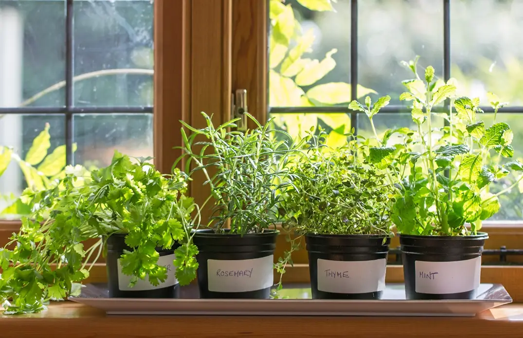 室內香草植物推薦：5種不需要陽光的香草，低光照也能爆盆採收