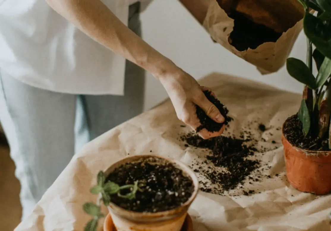 盆栽種植步驟全攻略：新手也能輕鬆上手的實用指南