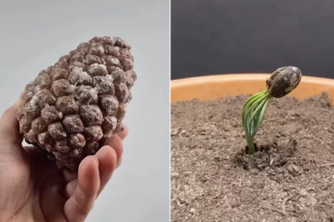 黑松種子發芽步驟