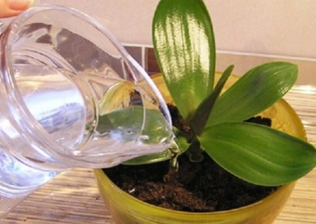 蘭花澆水注意事項