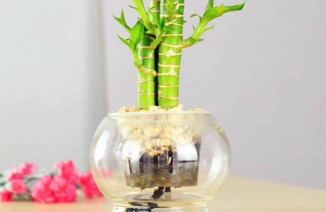 富貴竹水養終極指南：從挑選到換水，新手也能養出招財綠意