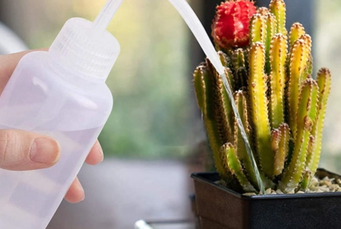 多肉植物澆水頻率