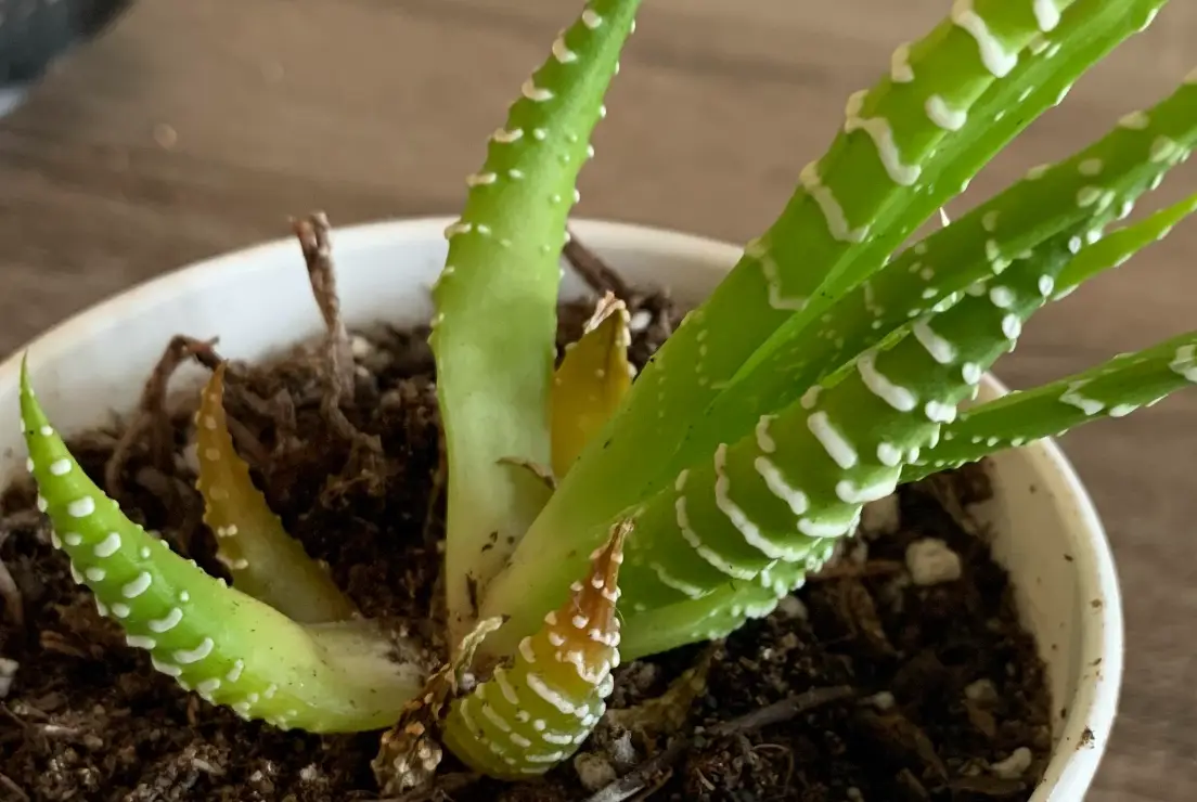 多肉植物 黃葉 處理