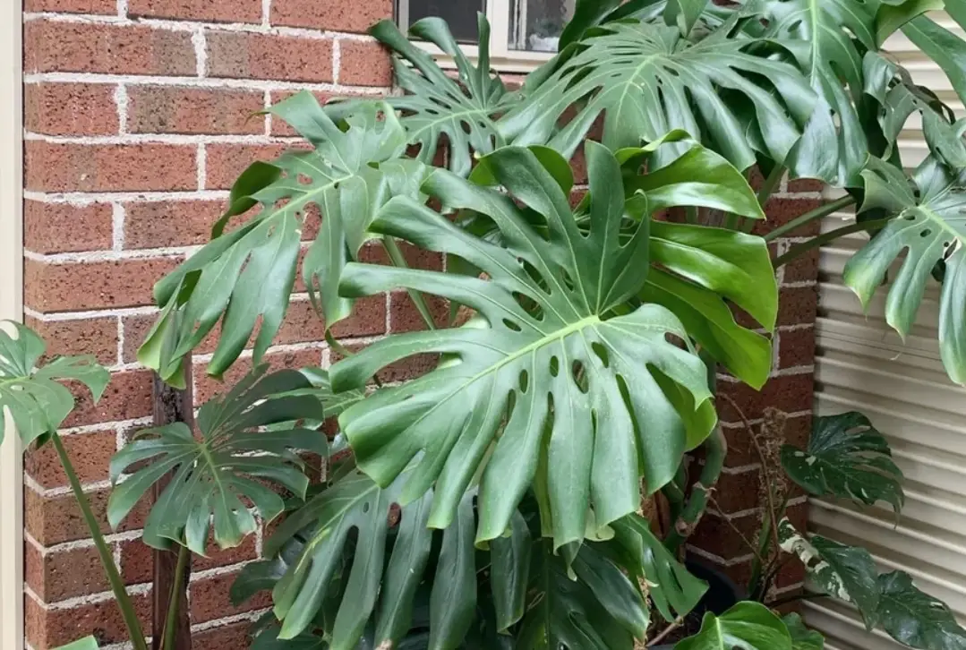 龜背芋新葉軟怎麼辦？三大主因與完整救護指南