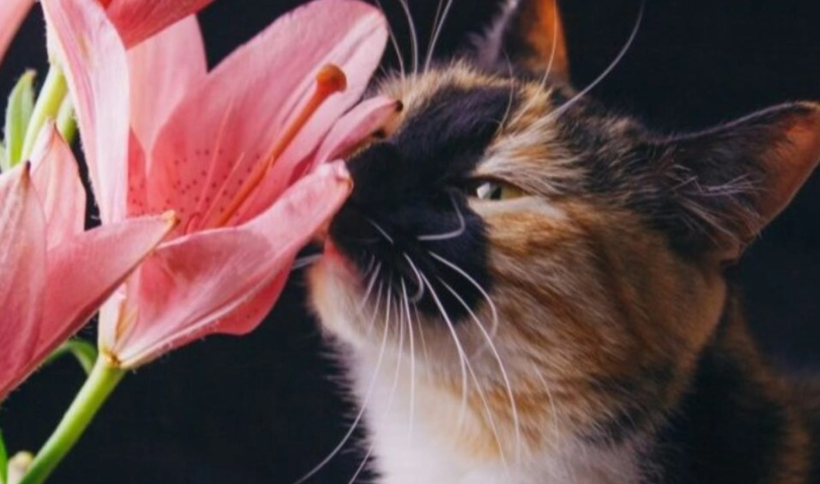 貓誤食植物急救