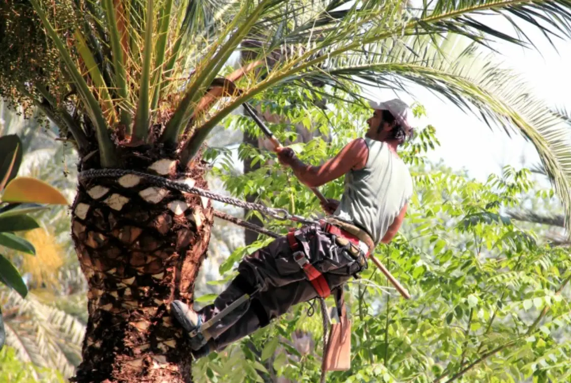 棕櫚樹修剪時機