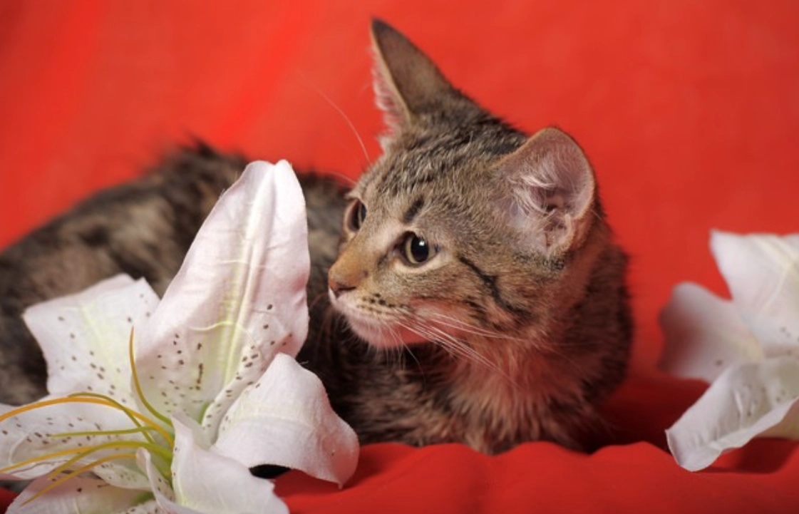 貓植物中毒急救