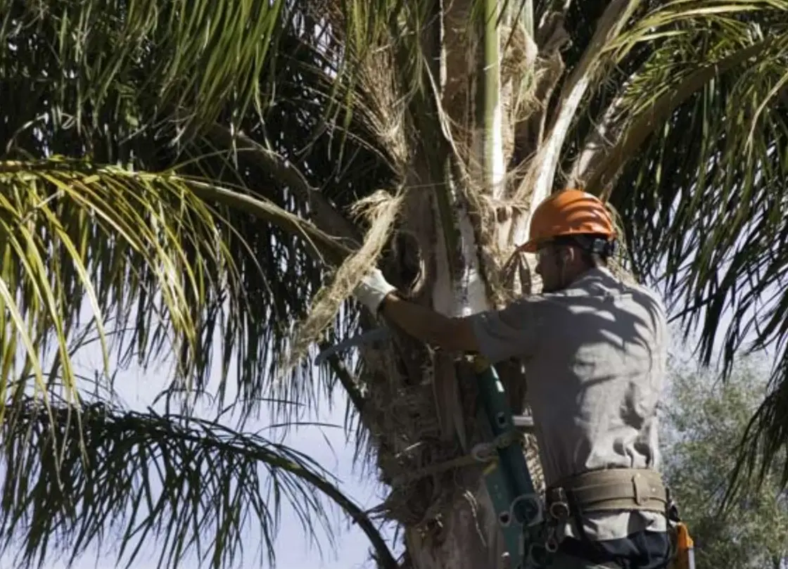 棕櫚樹修剪全攻略：專家教你正確步驟與常見錯誤避免