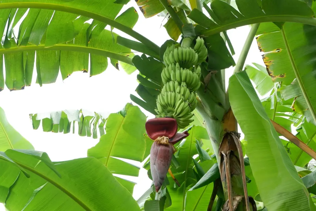 香蕉種植方法