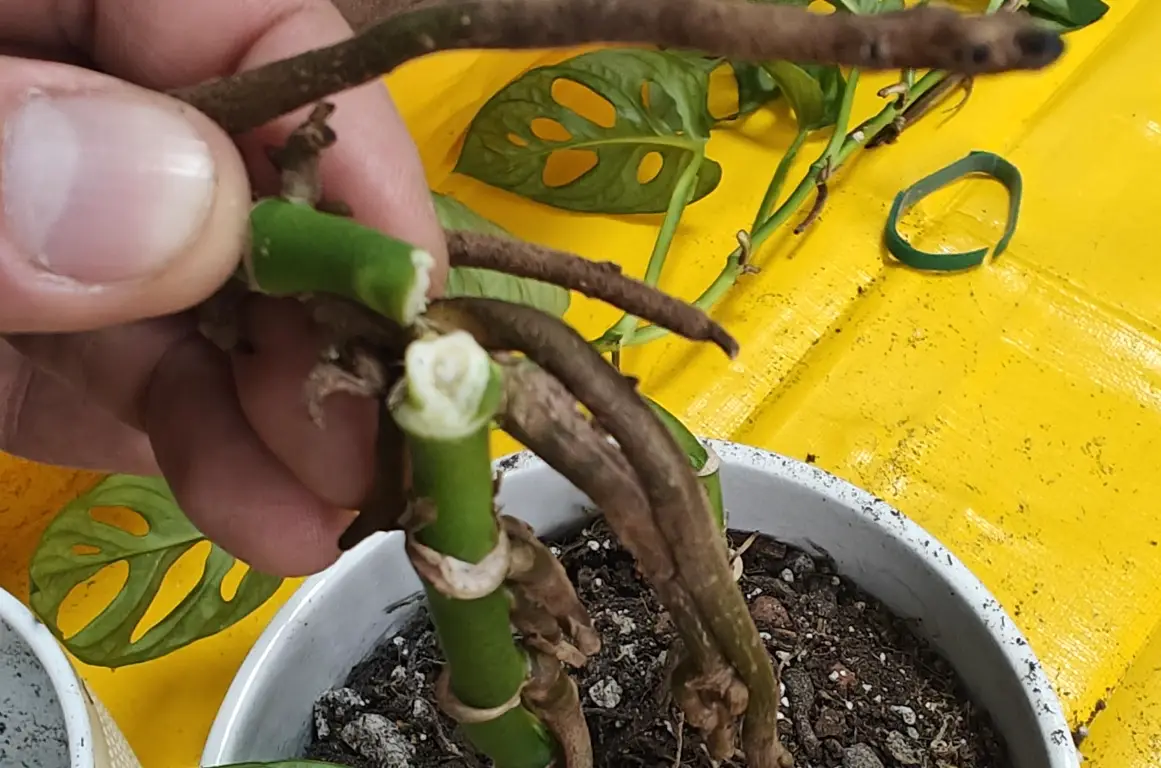 龜背芋斷掉急救全攻略：步驟、原因與預防方法