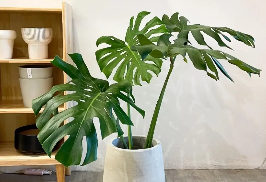 龜背芋生長溫度