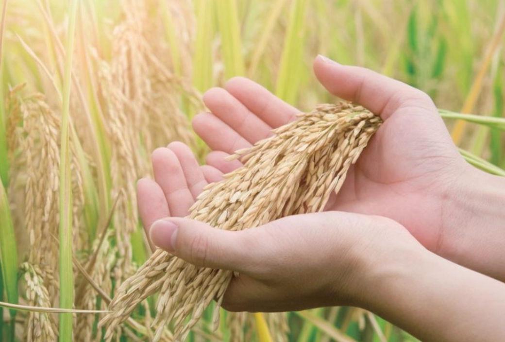 水稻分蘗期管理