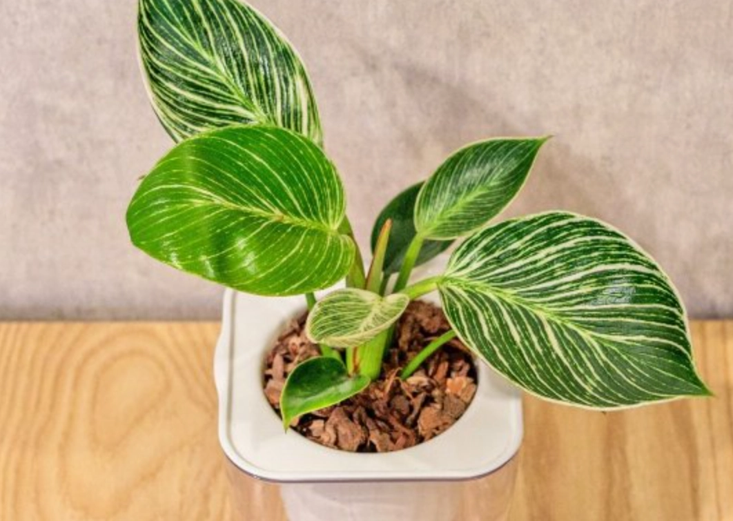 蔓綠絨室內全攻略｜新手必讀的照顧要點與品種介紹