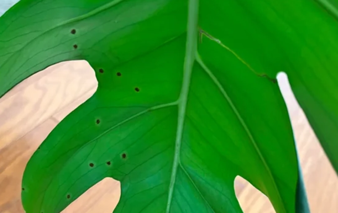 龜背芋真菌感染全攻略：從症狀判斷到根治處理，拯救你的室內綠植